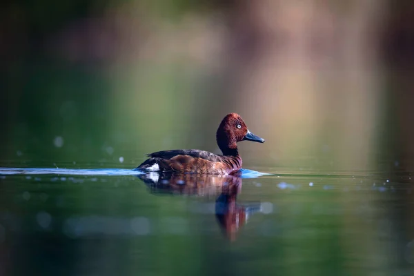 Pato Nadador Fundo Habitat Lago Natural Pássaro Pato Ferruginoso Aythya — Fotografia de Stock