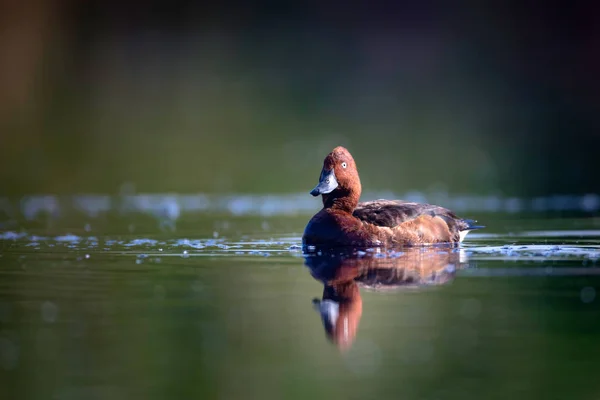 Pływanie Kaczka Naturalne Siedlisko Jeziora Ptak Kaczka Ferruginous Aythya Nyroca — Zdjęcie stockowe