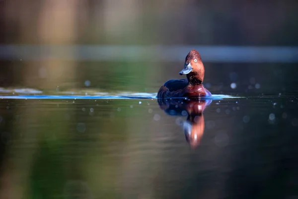 Pato Nadador Fundo Habitat Lago Natural Pássaro Pato Ferruginoso Aythya — Fotografia de Stock