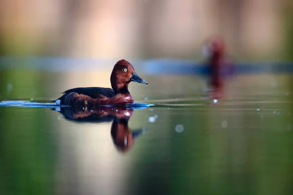 Pato Nadador Fondo Natural Del Hábitat Del Lago Pato Ferruginoso — Foto de Stock