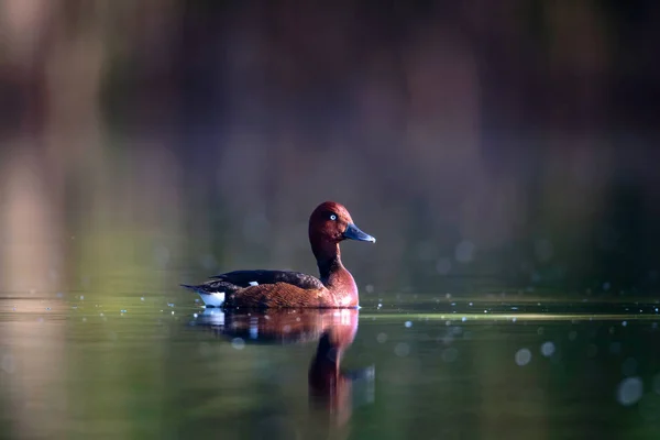 Yüzen Ördek Doğal Göl Habitat Arka Plan Kuş Ferruginous Duck — Stok fotoğraf