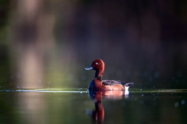 Swimming Duck Natural Lake Habitat Background Bird Ferruginous Duck Aythya — Stock Photo, Image