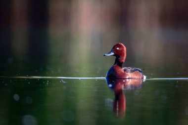 Yüzen ördek. Doğal göl habitat arka plan. Kuş: Ferruginous Duck. Aythya nyroca.