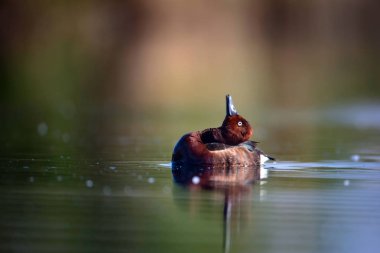 Yüzen ördek. Doğal göl habitat arka plan. Kuş: Ferruginous Duck. Aythya nyroca.