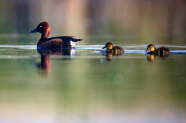 Ördek ailesi. Sevimli ördek yavruları. Doğa su habitat arka plan. Kuşlar: Ferruginous Duck. Aythya nyroca. 