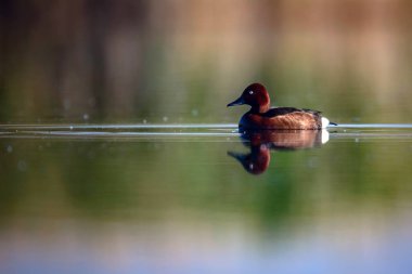 Yüzen ördek. Doğal göl habitat arka plan. Kuş: Ferruginous Duck. Aythya nyroca.