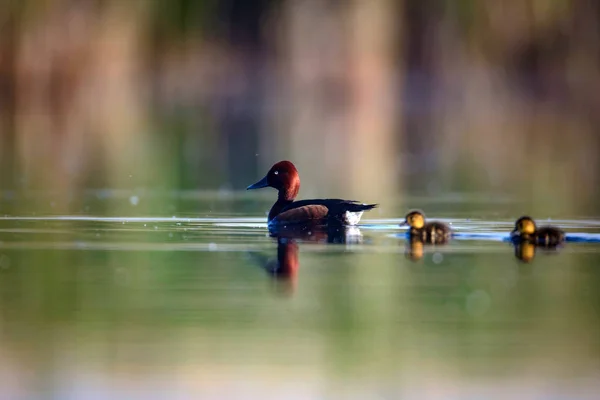 Entenfamilie Niedliche Entchen Natur Wasser Lebensraum Hintergrund Vögel Eisenharte Ente — Stockfoto