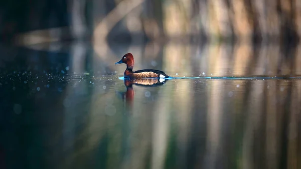 Anatra Che Nuota Sfondo Naturale Dell Habitat Del Lago Uccello — Foto Stock
