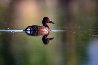 Yüzen ördek. Doğal göl habitat arka plan. Kuş: Ferruginous Duck. Aythya nyroca.
