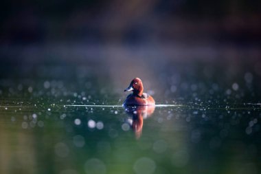 Yüzen ördek. Doğal göl habitat arka plan. Kuş: Ferruginous Duck. Aythya nyroca.