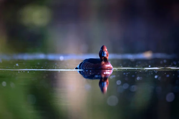 Simning Anka Natural Lake Habitat Bakgrund Fågel Ferruginous Anka Aythya — Stockfoto