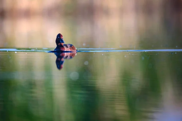 Pato Nadador Fundo Habitat Lago Natural Pássaro Pato Ferruginoso Aythya — Fotografia de Stock