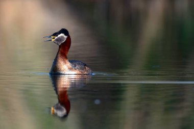 Yüzen kuş. Kuş: Yeşil, mavi doğa arka plan. Kırmızı boyunlu Grebe. Podiceps grisegena. 