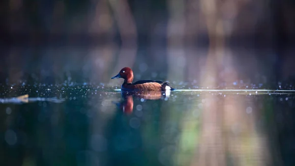 Swimming Duck Natural Lake Habitat Background Bird Ferruginous Duck Aythya — Stock Photo, Image