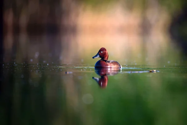 Swimming duck. Natural lake habitat background. Bird: Ferruginous Duck. Aythya nyroca.