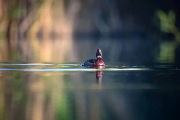 Svømmeand Naturlig Habitat Baggrund Fugl Ferruginous Duck Art Nyroca - Stock-foto