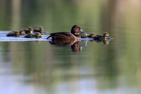 Familia Duck Lindos Patitos Fondo Hábitat Agua Natural Birds Ferruginous — Foto de Stock
