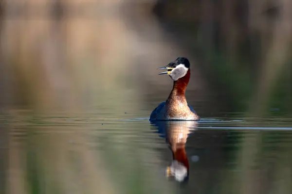 Pássaro Nadador Pássaro Verde Fundo Azul Natureza Grebe Pescoço Vermelho — Fotografia de Stock