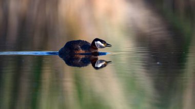 Yüzen kuş. Kuş: Yeşil, mavi doğa arka plan. Kırmızı boyunlu Grebe. Podiceps grisegena. 