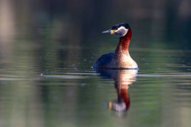 Yüzen kuş. Kuş: Yeşil, mavi doğa arka plan. Kırmızı boyunlu Grebe. Podiceps grisegena. 