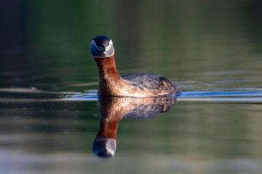 Yüzen kuş. Kuş: Yeşil, mavi doğa arka plan. Kırmızı boyunlu Grebe. Podiceps grisegena. 