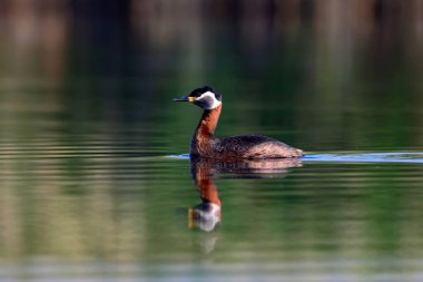 Yüzen kuş. Kuş: Yeşil, mavi doğa arka plan. Kırmızı boyunlu Grebe. Podiceps grisegena. 
