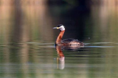 Yüzen kuş. Kuş: Yeşil, mavi doğa arka plan. Kırmızı boyunlu Grebe. Podiceps grisegena. 