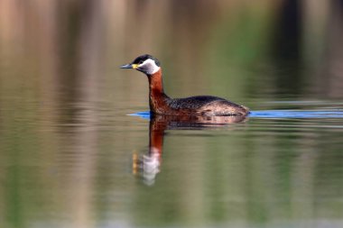 Yüzen kuş. Kuş: Yeşil, mavi doğa arka plan. Kırmızı boyunlu Grebe. Podiceps grisegena. 