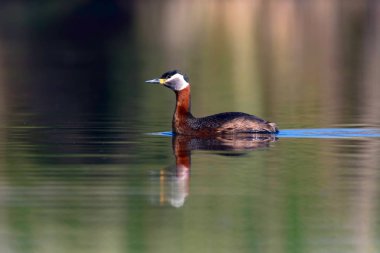 Yüzen kuş. Kuş: Yeşil, mavi doğa arka plan. Kırmızı boyunlu Grebe. Podiceps grisegena. 