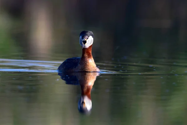 游泳鸟鸟 蓝色自然背景 红色脖子的格雷贝 波迪斯 格里斯吉纳 — 图库照片