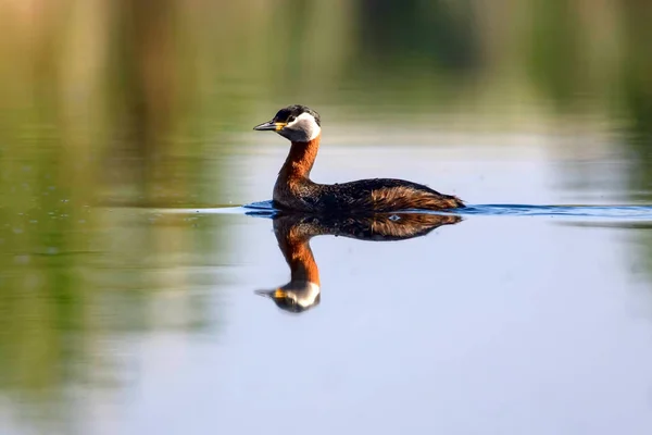 Úszás Madár Madár Zöld Kék Természet Háttér Vörösnyakú Vöki Podiceps — Stock Fotó