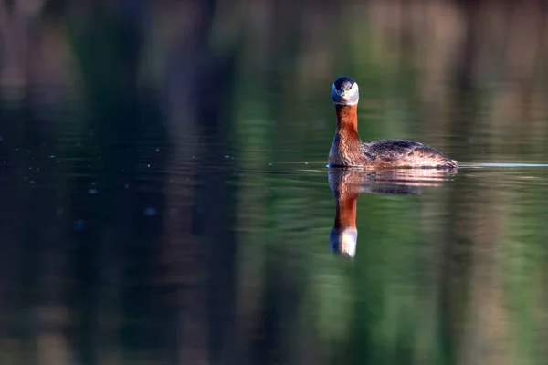 Swimming bird. Bird: Green, blue nature background. Red necked Grebe. Podiceps grisegena.