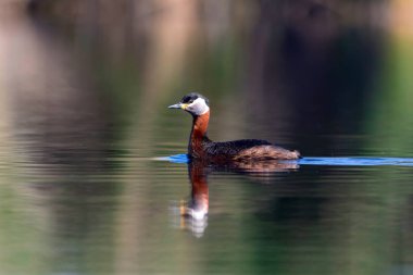 Yüzen kuş. Kuş: Yeşil, mavi doğa arka plan. Kırmızı boyunlu Grebe. Podiceps grisegena. 