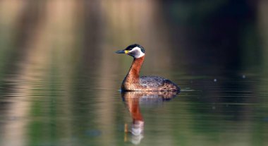 Yüzen kuş. Kuş: Yeşil, mavi doğa arka plan. Kırmızı boyunlu Grebe. Podiceps grisegena. 