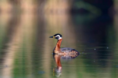 Yüzen kuş. Kuş: Yeşil, mavi doğa arka plan. Kırmızı boyunlu Grebe. Podiceps grisegena. 