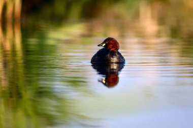 Sevimli kuş Küçük Grebe. Tachybaptus ruficollis. Su doğa arka plan.