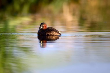 Sevimli kuş Küçük Grebe. Tachybaptus ruficollis. Su doğa arka plan.
