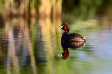 Sevimli kuş Küçük Grebe. Tachybaptus ruficollis. Su doğa arka plan.