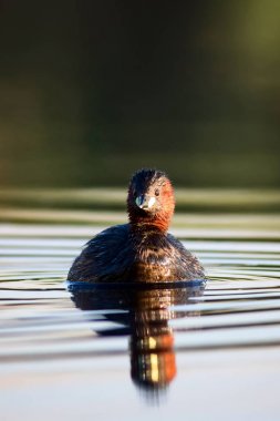 Sevimli kuş Küçük Grebe. Tachybaptus ruficollis. Su doğa arka plan.