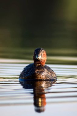 Sevimli kuş Küçük Grebe. Tachybaptus ruficollis. Su doğa arka plan.