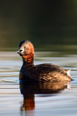 Sevimli kuş Küçük Grebe. Tachybaptus ruficollis. Su doğa arka plan.