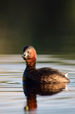 Sevimli kuş Küçük Grebe. Tachybaptus ruficollis. Su doğa arka plan.
