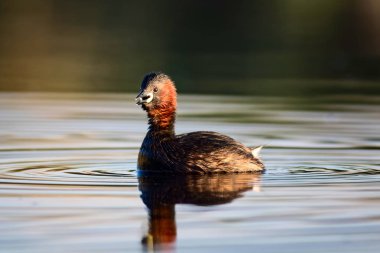 Sevimli kuş Küçük Grebe. Tachybaptus ruficollis. Su doğa arka plan.