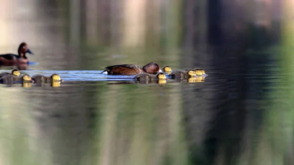 Famille Canards Jolis Canetons Nature Habitat Eau Fond Oiseaux Canard — Photo