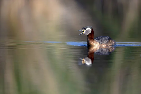 游泳鸟鸟 蓝色自然背景 红色脖子的格雷贝 波迪斯 格里斯吉纳 — 图库照片