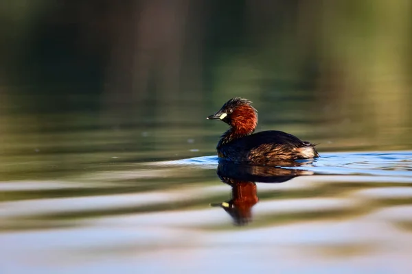 かわいい鳥リトルグレブ タキバプトゥス ルフィコリス水の自然の背景 — ストック写真