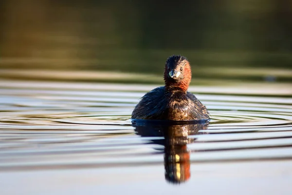 可爱的小鸟小格雷贝 塔奇巴普图斯 鲁菲科里斯水自然背景 — 图库照片