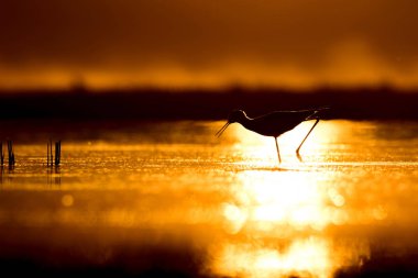 Günbatımı doğa ve kuş. Günbatımı doğa arka plan. Ortak su kuşu: siyah kanatlı stilt. Himantopus himantopus.