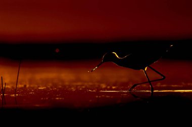 Günbatımı doğa ve kuş. Günbatımı doğa arka plan. Ortak su kuşu: siyah kanatlı stilt. Himantopus himantopus.