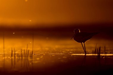 Günbatımı doğa ve kuş. Günbatımı doğa arka plan. Ortak su kuşu: siyah kanatlı stilt. Himantopus himantopus.